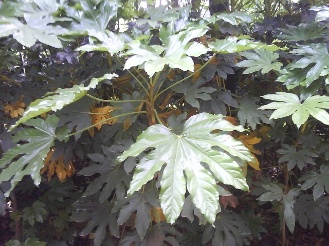 八爪金盘(八角金盘的养殖方法和注意事项) - 0415花卉网