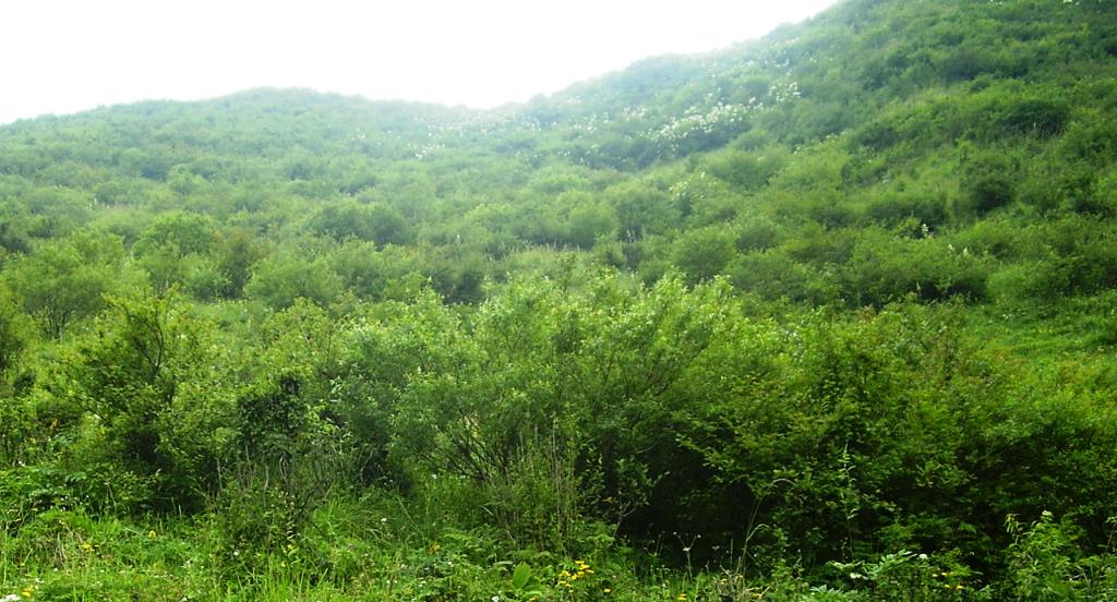  p data-id="gnbhp4i31u">草丛,泛指草本植物群落,包括禾草与非禾草.