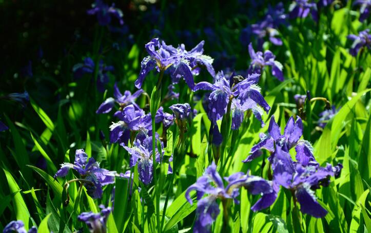 鸢尾兰属, a target="_blank" href="/item