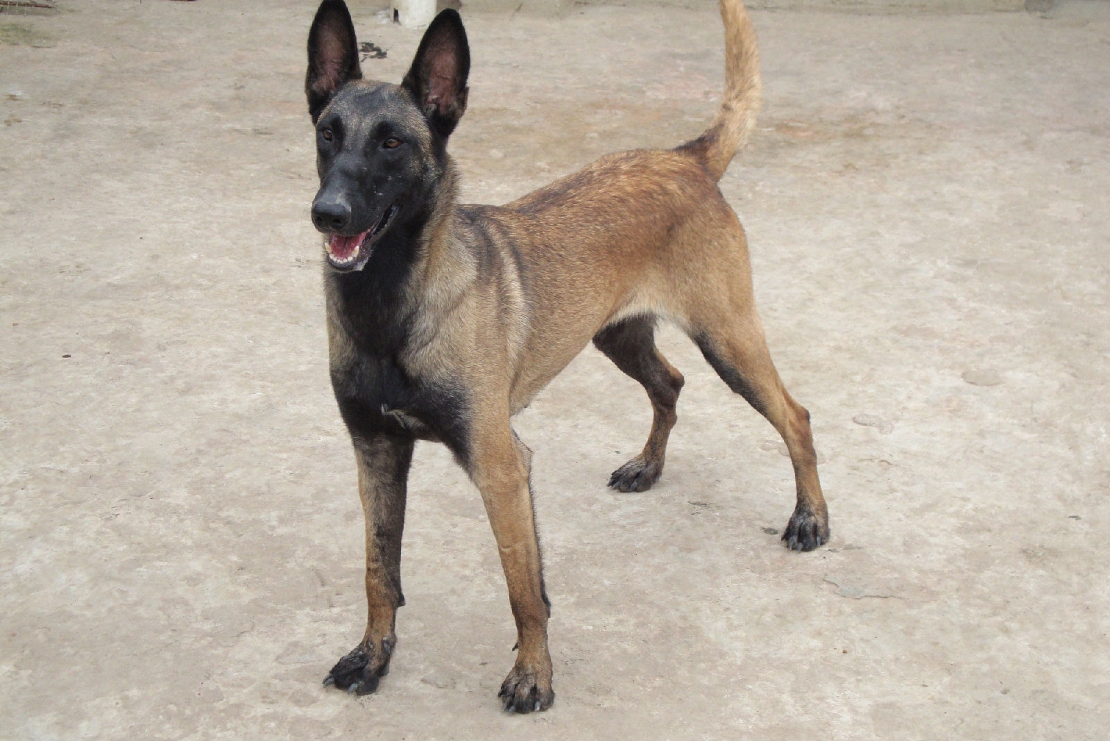  p>牧羊犬是人们赋予专职放牧类犬的一个总称,不是一个单独品种,"家族