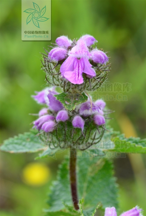  p>块根糙苏(学名:phlomis tuberosa l.