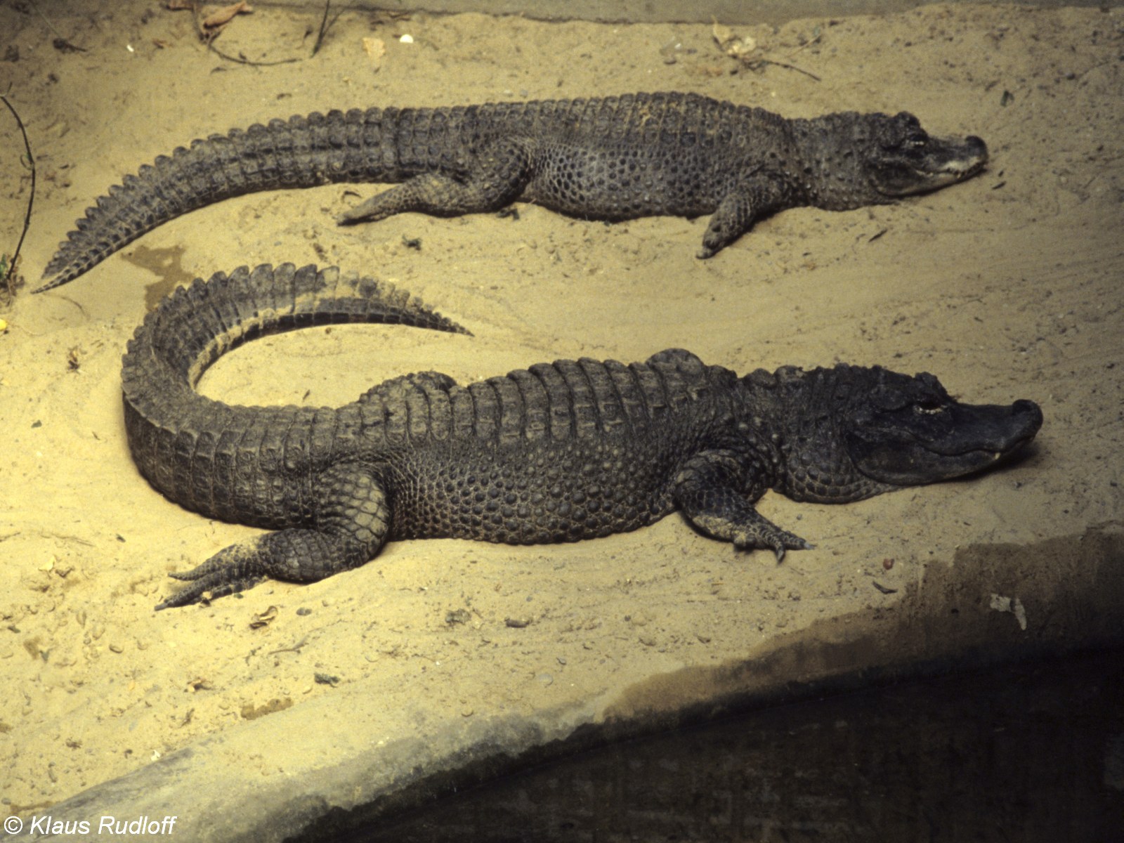  p>扬子鳄, i>alligator sinensis  /i>(fauvel,1879),或称作 a