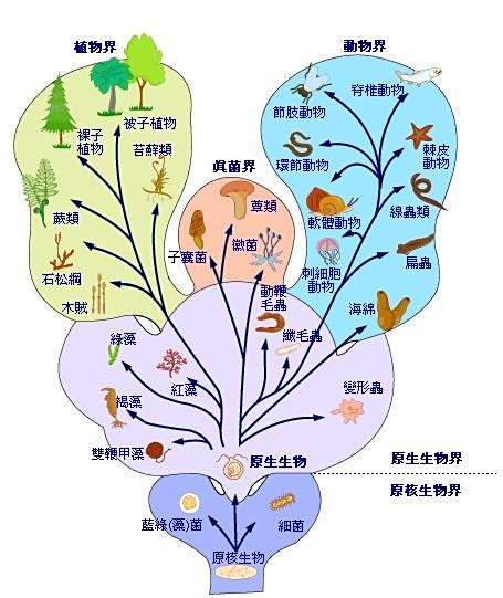 植物分类学 生物学 一级学科 下二级学科植物学的分支学科 百度百科