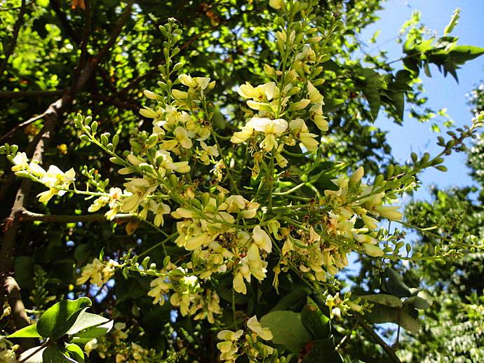  p data-id="tbp9bxw4p8or">五叶槐又叫蝴蝶槐,是豆科槐属乔木植物.