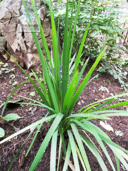  p>红葱属(学名:eieutherine herb.