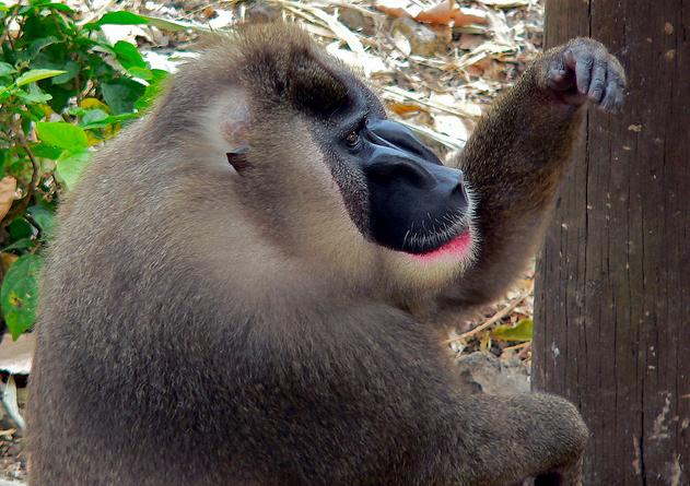  p>鬼狒(拉丁学名: i>mandrillus leucophaeus /i>)在外表上与山魈