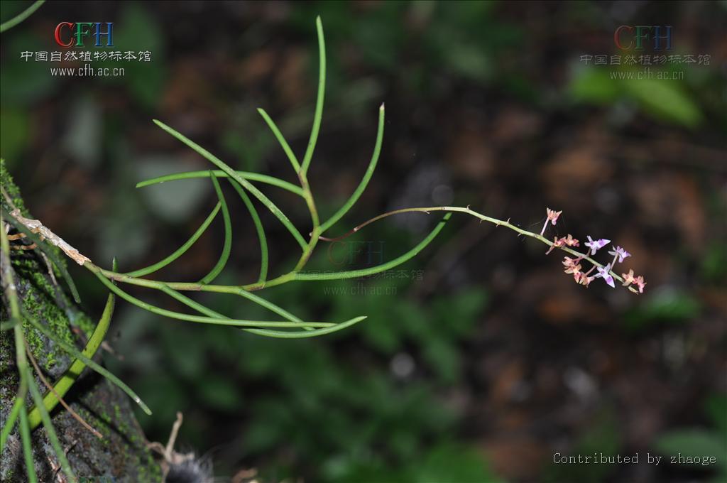  p>马尾吊兰,学名 a target="_blank" href="/item/红花隔距兰