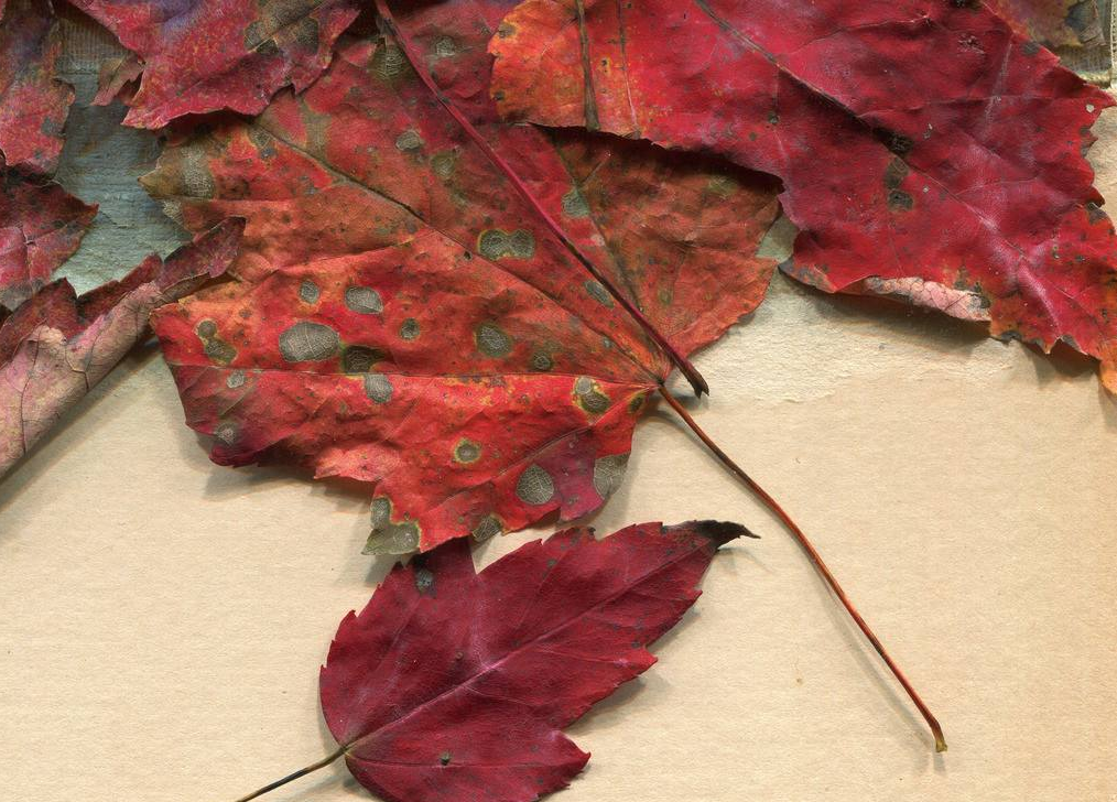  p>红叶秋海棠(学名: i>begonia rhodophylla /i> c. y.