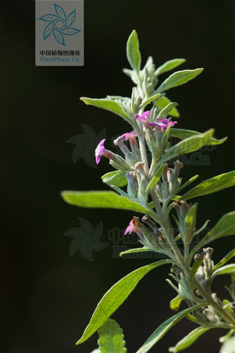  p> b>皱叶醉鱼草 /b>(学名: i>buddleja crispa /i>)是玄参科醉鱼草