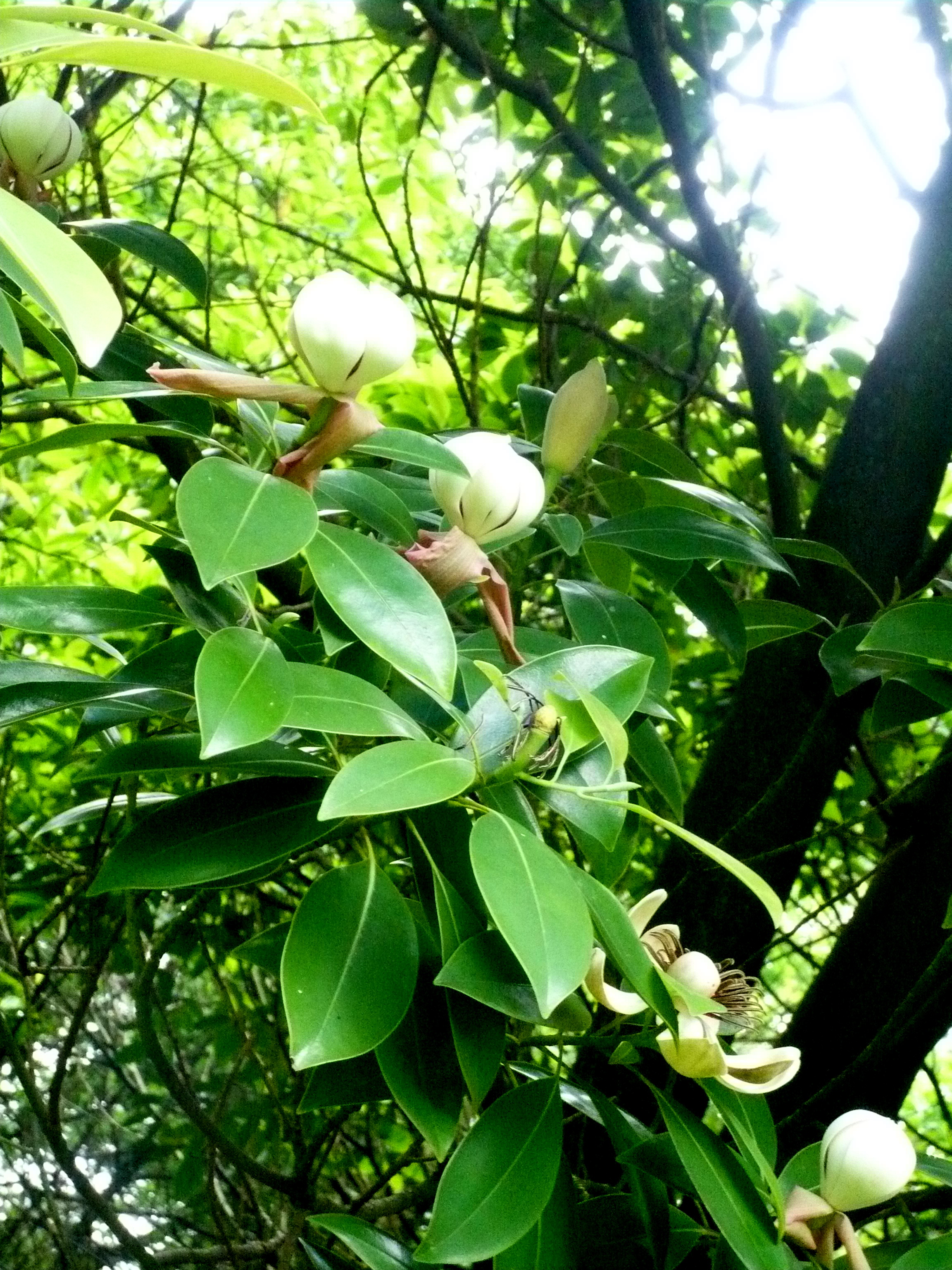 w. law)是木兰科拟单性木兰属的常绿乔木植物.