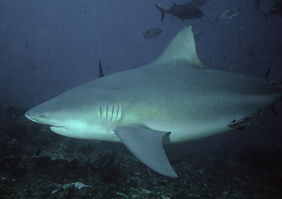 carcharhinus leucas