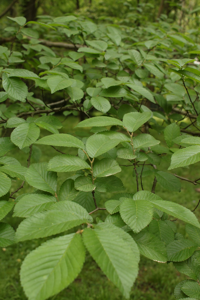 ulmus gaussenii cheng
