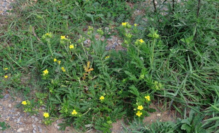  p>蛇莓委陵菜(学名: i>potentilla centigrana /i> maxim.