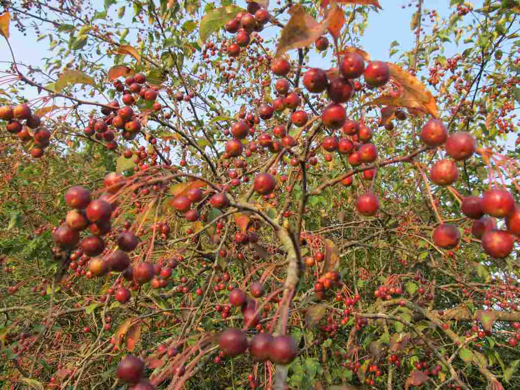新生代植物区系
