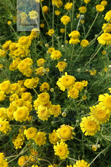  p>小黄菊(拉丁学名:pyrethrum pulchrum ledeb.