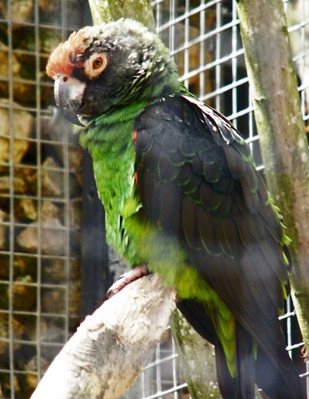  p>贾丁氏鹦鹉(学名: i>poicephalus gulielmi /i>) 在poicephalus属