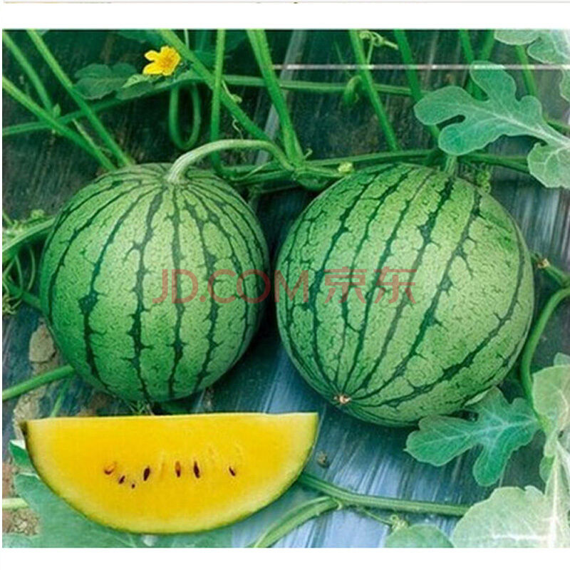 黄心西瓜