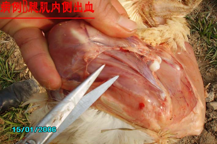  p> a target="_blank" href="/item/鸡传染性法氏囊病/4906606" data