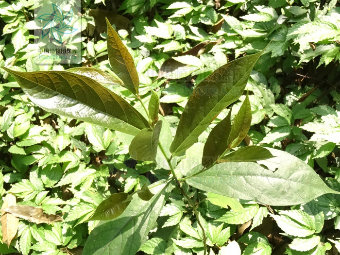  p>纸叶榕(学名:ficus chartacea)为桑科榕属的植物.