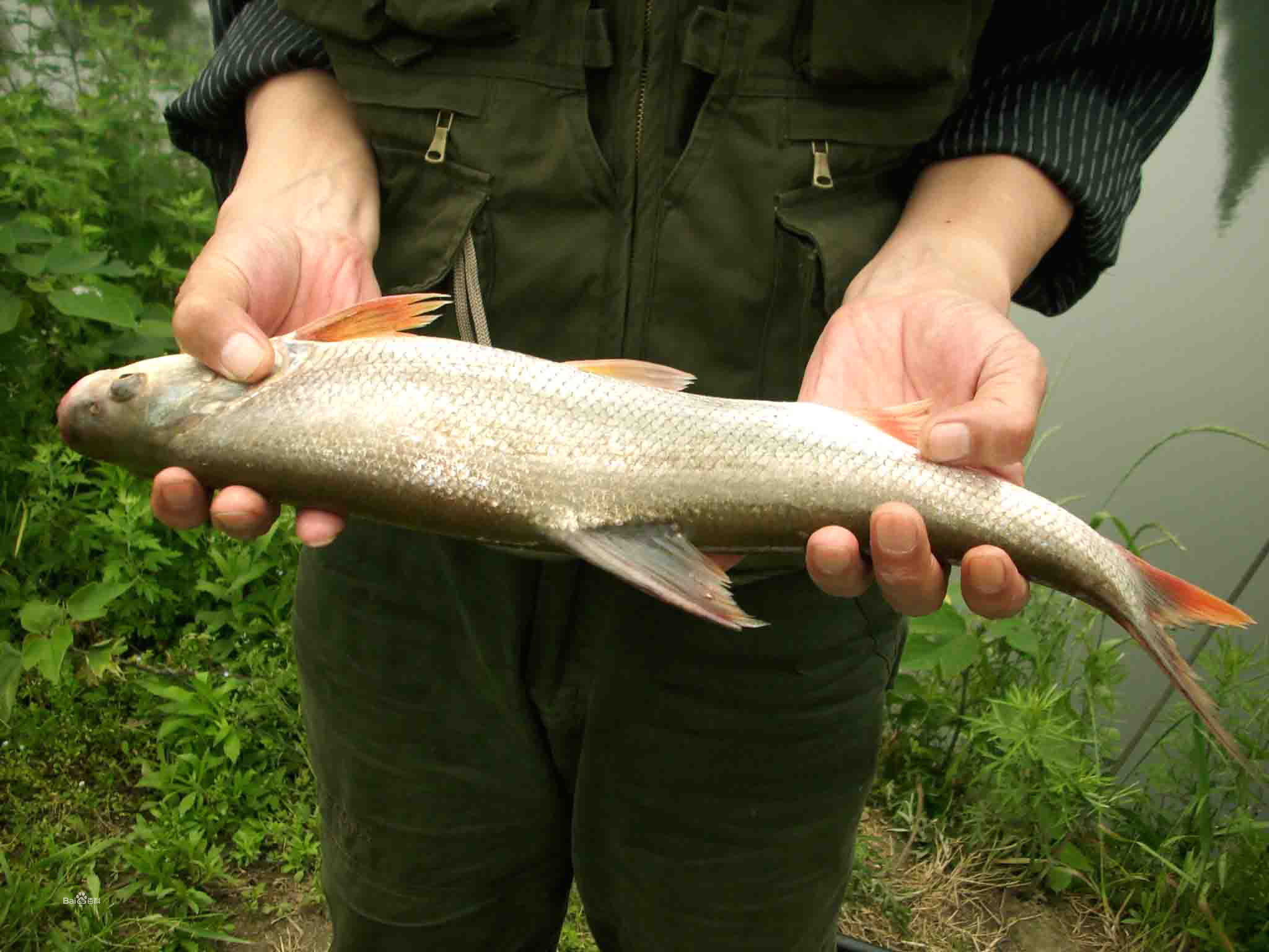 学名为蒙古红鲌, a target="_blank" href="/item/拟赤梢鱼/867395"