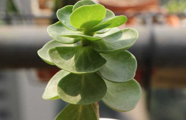  p data-id="gncn7b5bde">圆贝马齿苋(学名: i>portulaca /i>  i>