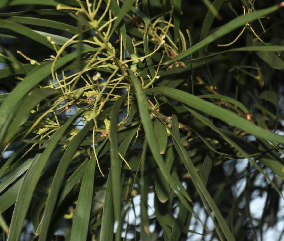  p data-id="gnbke71f8b">台湾相思( i>acacia confusa /i> merr.