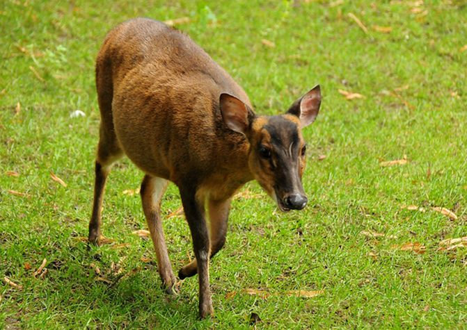  p>小麂(学名: i>muntiacus reevesi /i>)是一种小型的鹿科动物,栖息