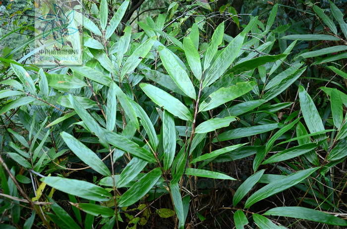  p>赤竹(学名: i>sasa longiligulata  /i>mcclure)是灌木状或低矮 a