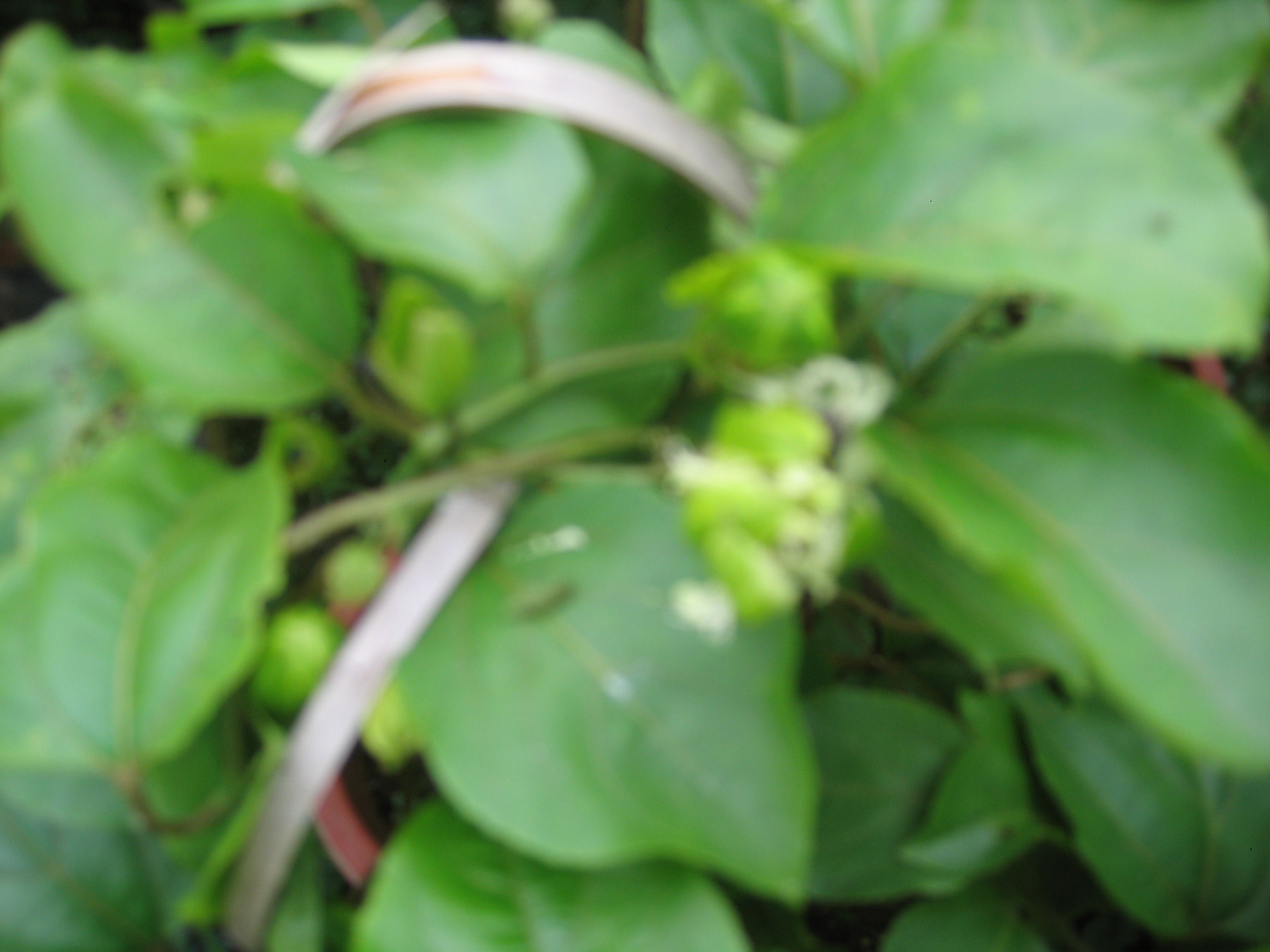 别名:燕尾草,羊蹄暗消,蝴蝶暗消,马蹄暗消,飞蛾草,半边风,羊蹄草