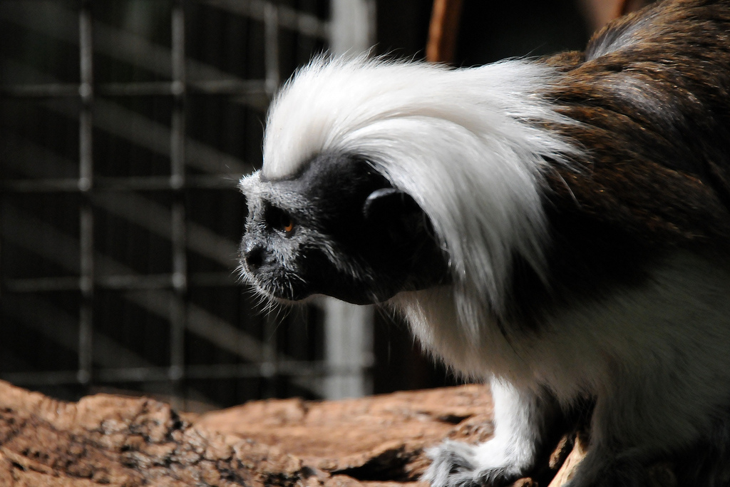  p>绒顶柽柳猴(学名:saguinus oedipus)最大的特色就是那一头蓬松的