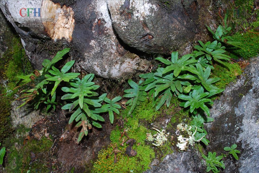  p>黑鳞假瘤蕨( a href="#" data-lemmaid="8074290">学名 /a>:phy