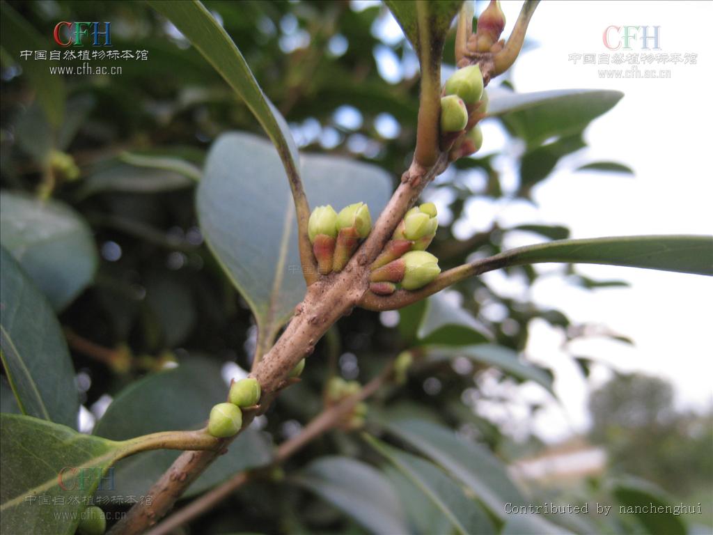  p>齿叶木犀(osmanthus × fortunei)木犀科,木犀属植物.