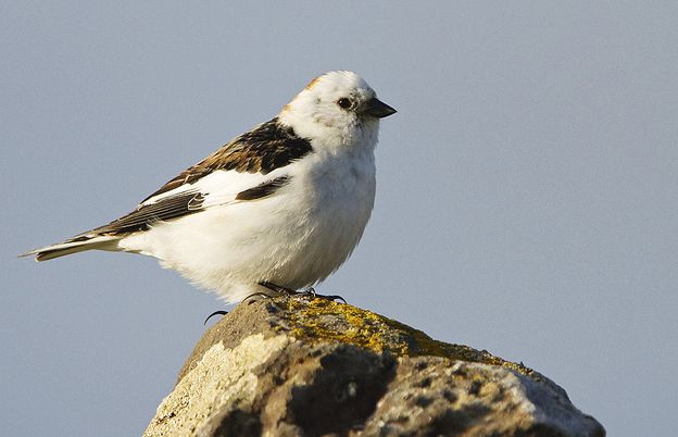 plectrophenax nivalis insulae