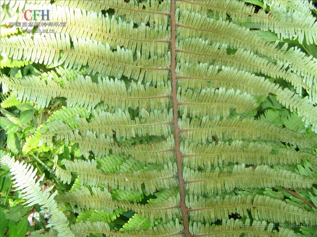  p>里白属:根状茎粗健,长而横走,分枝,具原始中柱,密被披针形红棕色