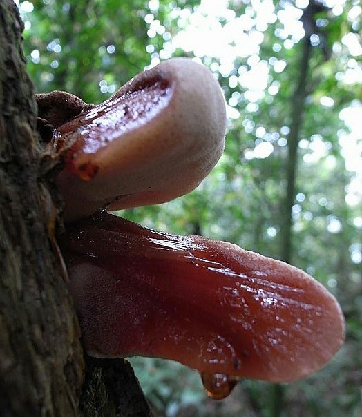  p>牛舌菌又称 a href="#" data-lemmaid="8490668">肝色牛排菌 /a>.