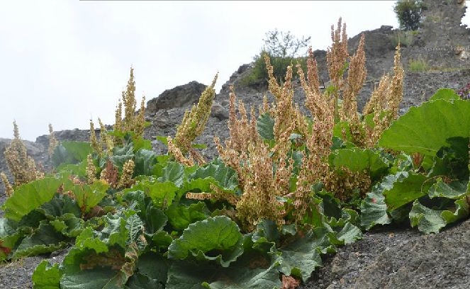 是蓼科,大黄属多年生矮小 a target="_blank" href="/item/草本">