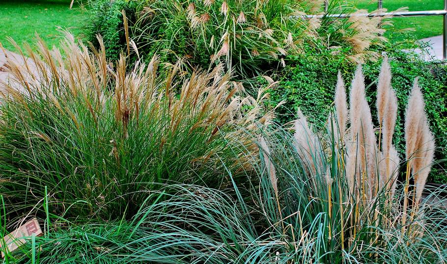  p> b> a href="#" data-lemmaid="10320818">芒草 /a> /b>(学名