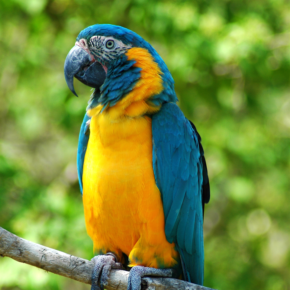  p>玻利维亚金刚鹦鹉(学名: i>ara glaucogularis /i>):是鸟纲,鹦鹉科