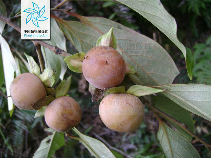 diospyros kaki var. silvestris