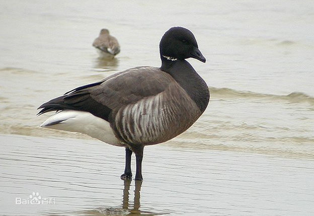  p>黑雁(学名: i>branta bernicla /i>)体长56-61厘米,翼展110-120