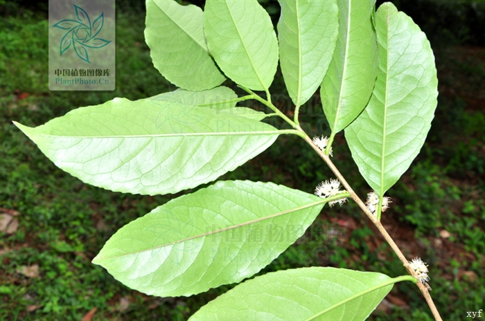  p>毛背桂樱( a href="#" data-lemmaid="8074290">学名 /a>:lauro