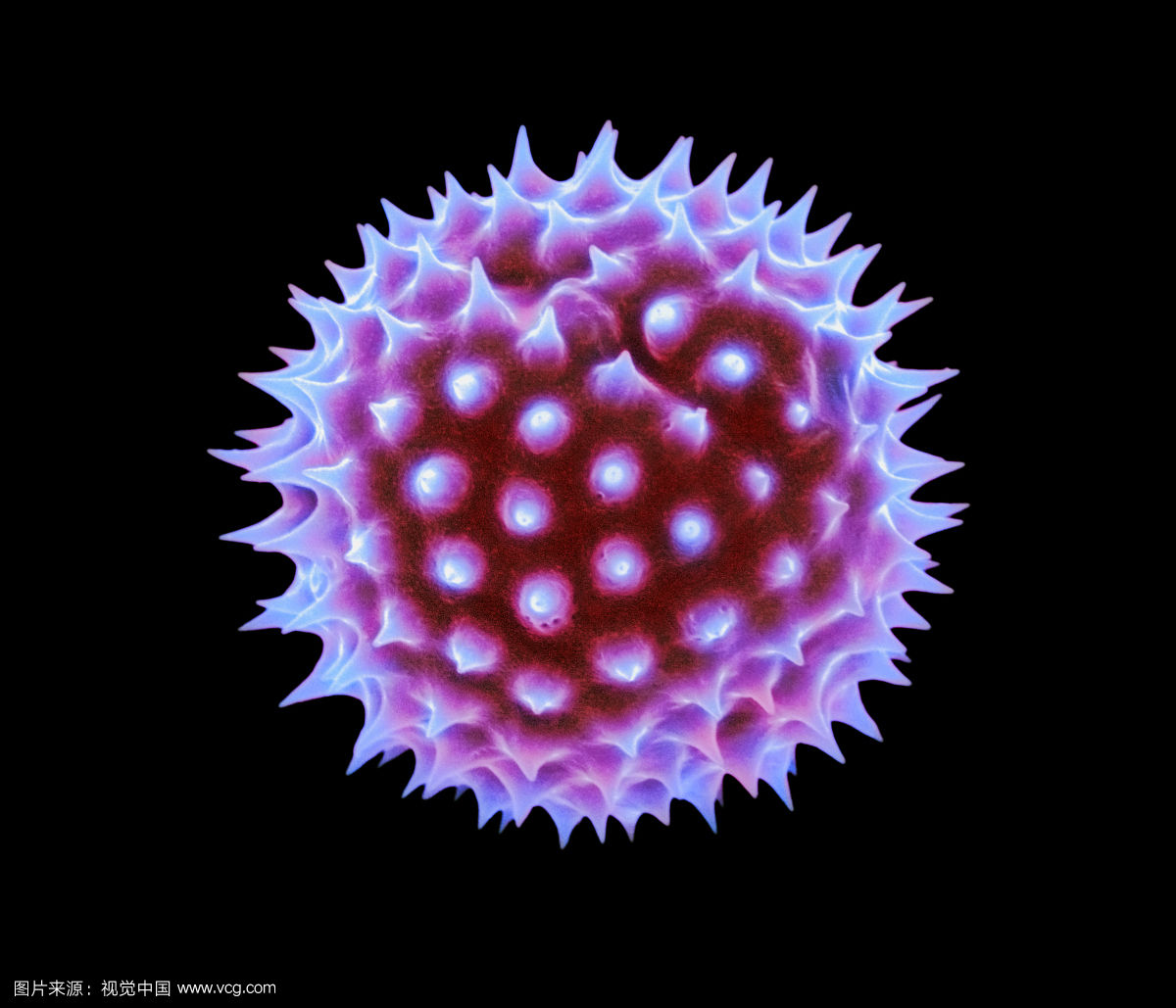 pollen grain