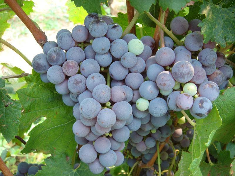  p>最好的赤霞珠 a target="_blank" href="/item/葡萄">葡萄 /a>生长