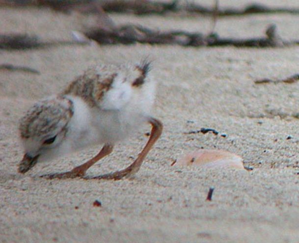 charadrius melodus