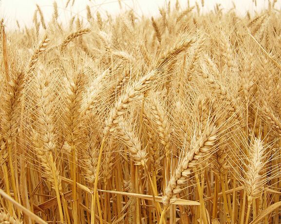  p>小麦是小麦属植物的统称,代表种为普通小麦(学名: i>triticum