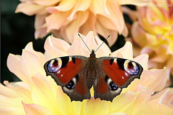  p>大孔雀蝶是鸟类最爱吃的一种美味食物,它们经常先一动不动地装死