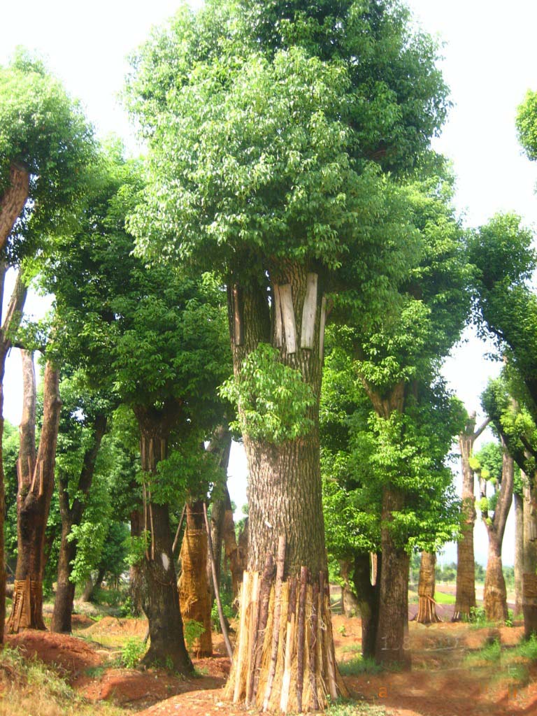  p>骨架香樟,是指将野生高大的香樟树从山上移栽到苗圃过程中,由专业