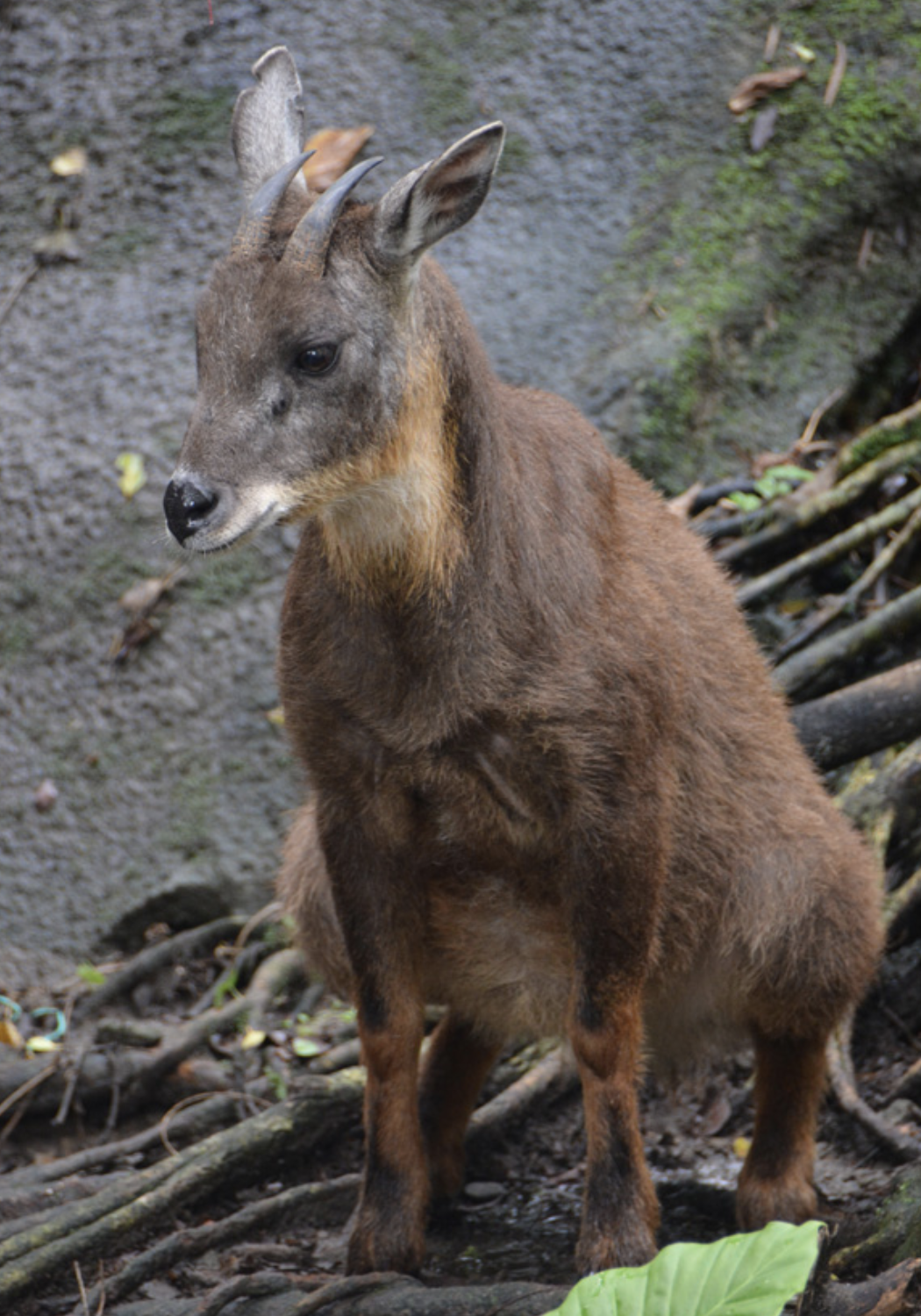  p>台湾鬣羚(学名: i>naemorhedus swinhoei /i>):是牛科,鬣羚属动物.