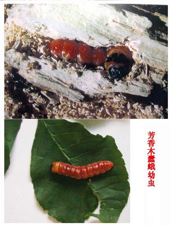  p>芳香木蠹蛾,为鳞翅目,木蠹蛾科.