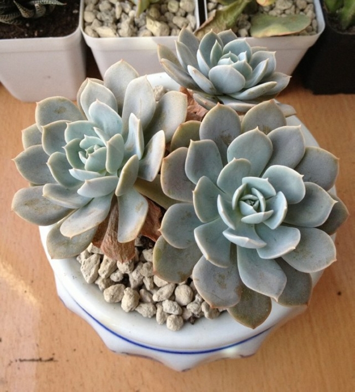 黄花石莲(变种)